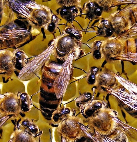 Бджоли лінії альпійка