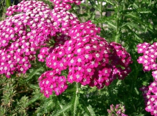 Achillea