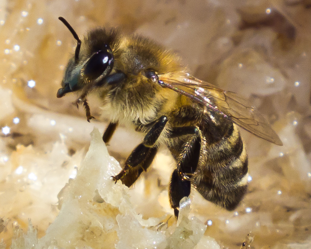Краинская порода пчел.jpg