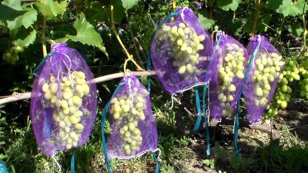 Защита винограда от ос в период созревания ягод