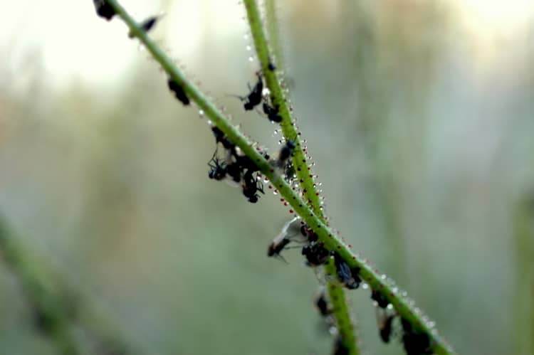 Drosophyllum lusitanicum. Хищное растение