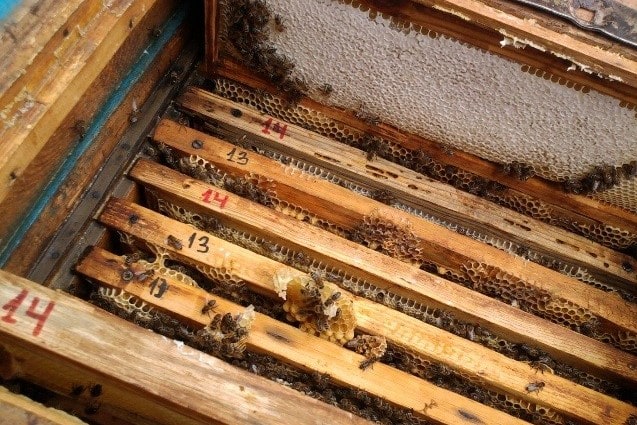 Рамки для бджолиної сім'ї 
