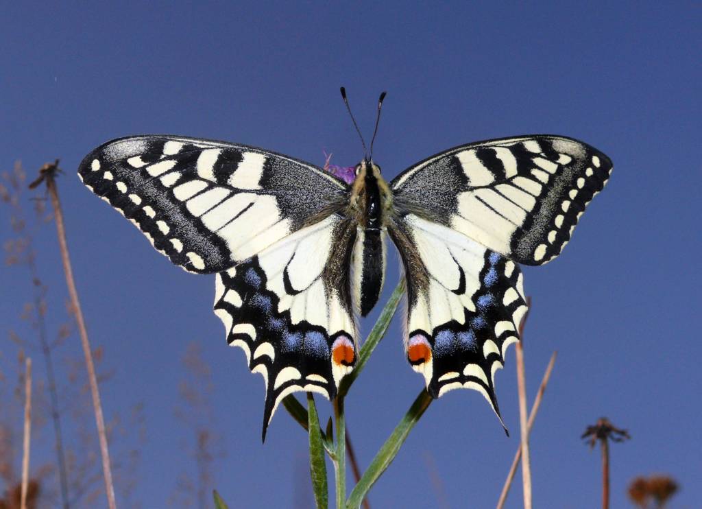 Махаон (Papilio Machaon)