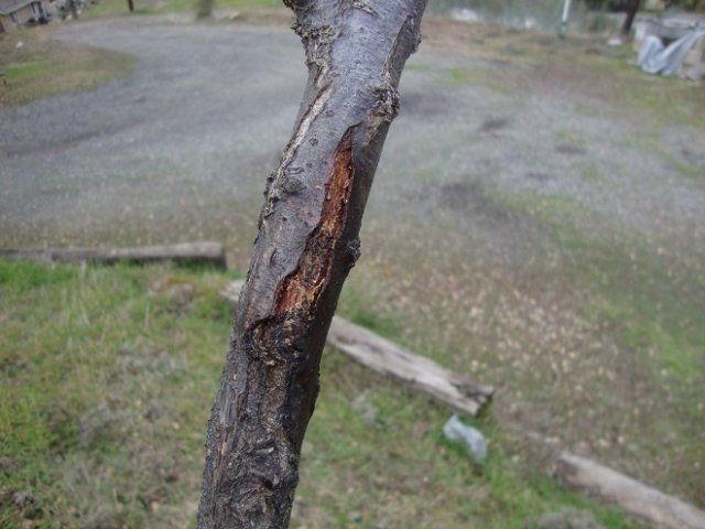Последствия солнечного ожога на стволе дерева