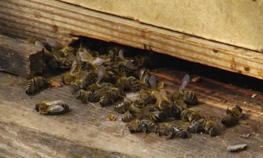 Мертві бджоли на прильотній дошці