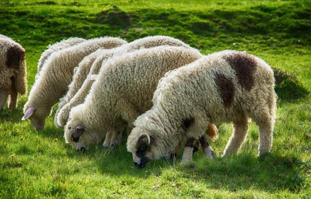 Вівці