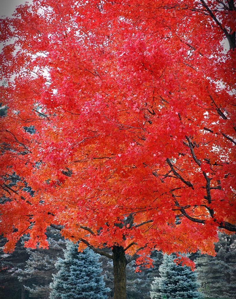 Acer rubrum October glory
