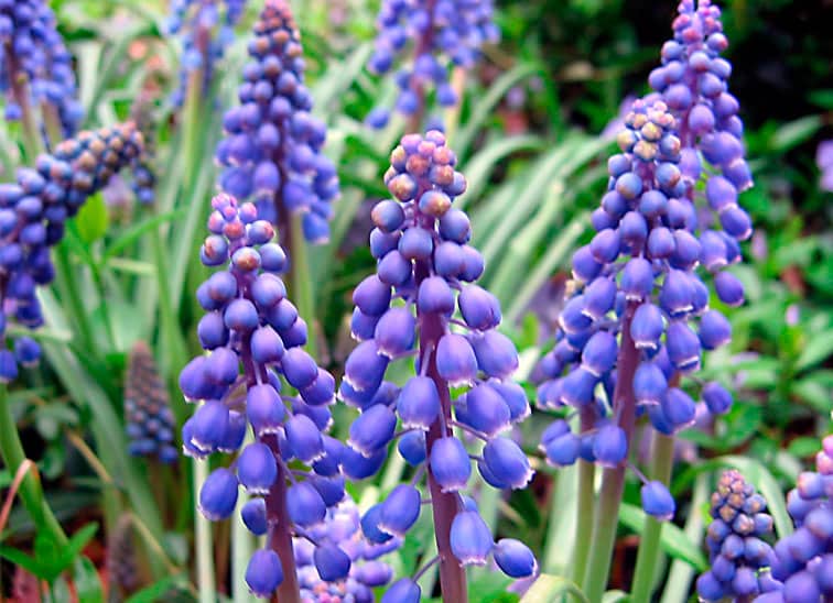 Muscari dolichanthum