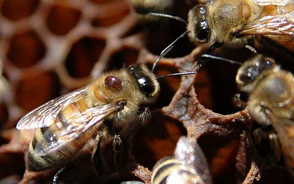 Хвороби бджіл