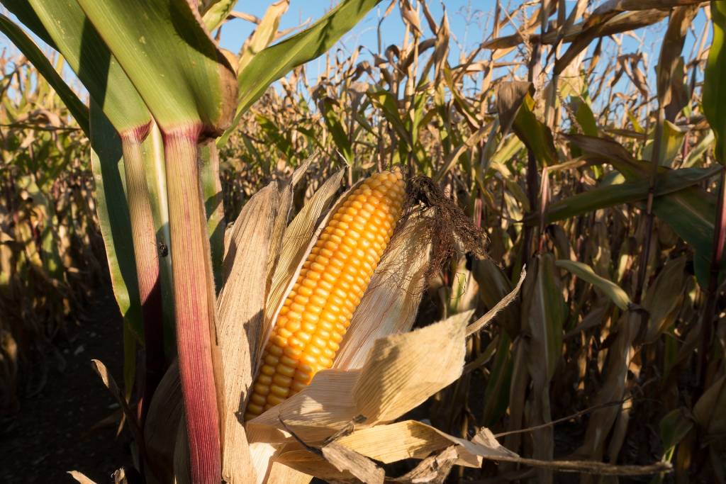 За перші вісім місяців 2022 року найбільше було продано зерна кукурудзи