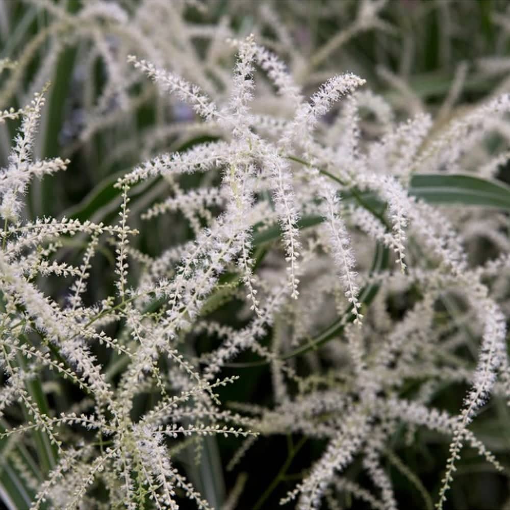 Aruncus dioicus Kneiffii