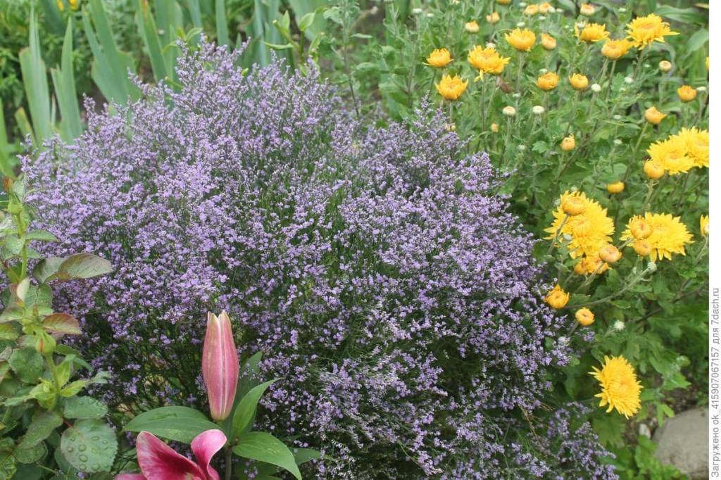 Limonium latifolium