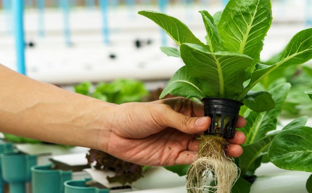 как проращивать семена гидропоники