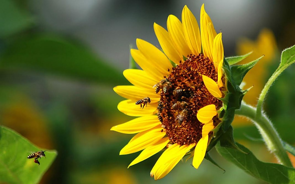 Пчелы на подсолнечнике.jpg