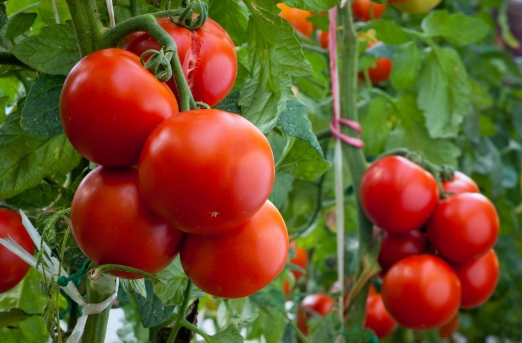 Как получить хороший урожай томатов