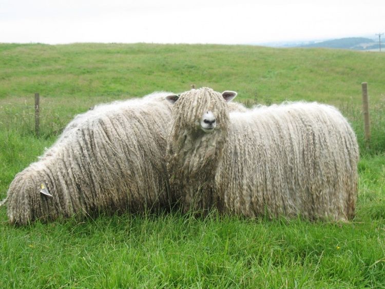 Лінкольнські вівці