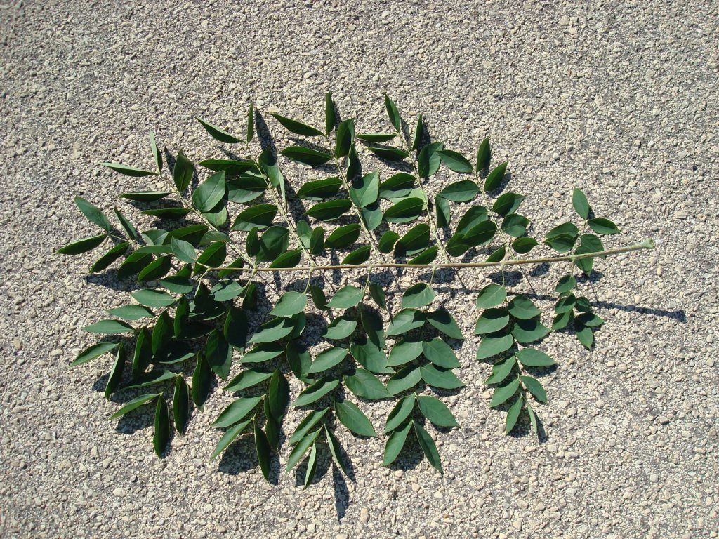 Листья бундука