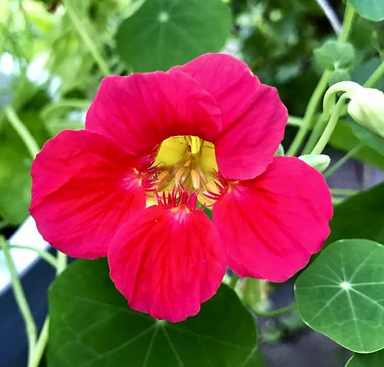 Tropaeolum majus Cherry Rose