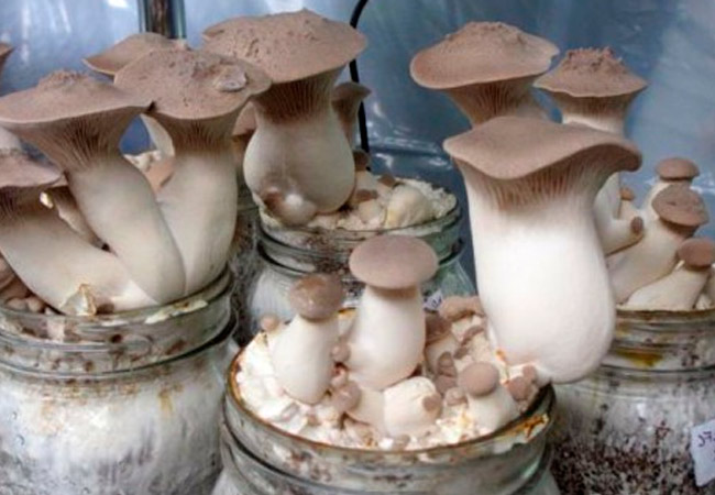 Вирощування грибів на зерні