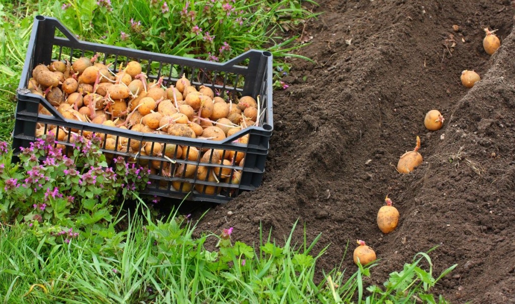 Садим картофель правильно