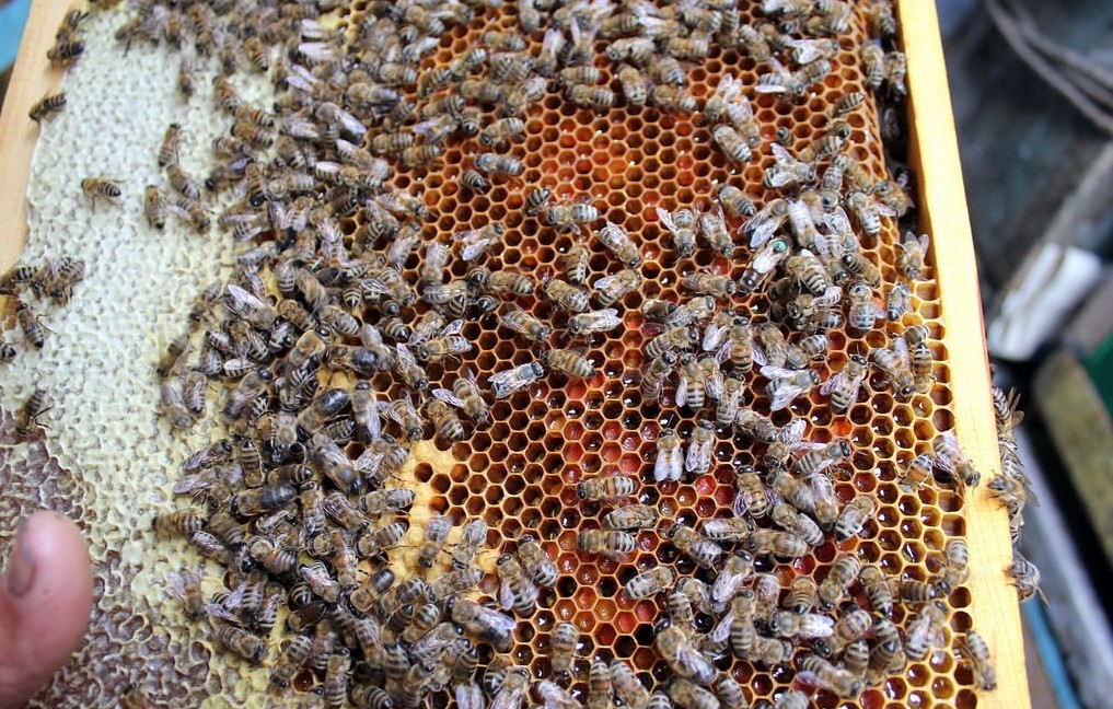 Кавказские пчёлы