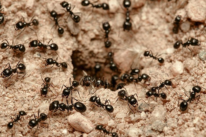 Защита растений от муравьев