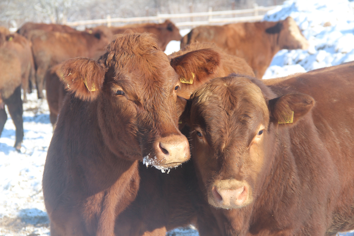 Холодное содержание скота. Фото А. Кужилко.