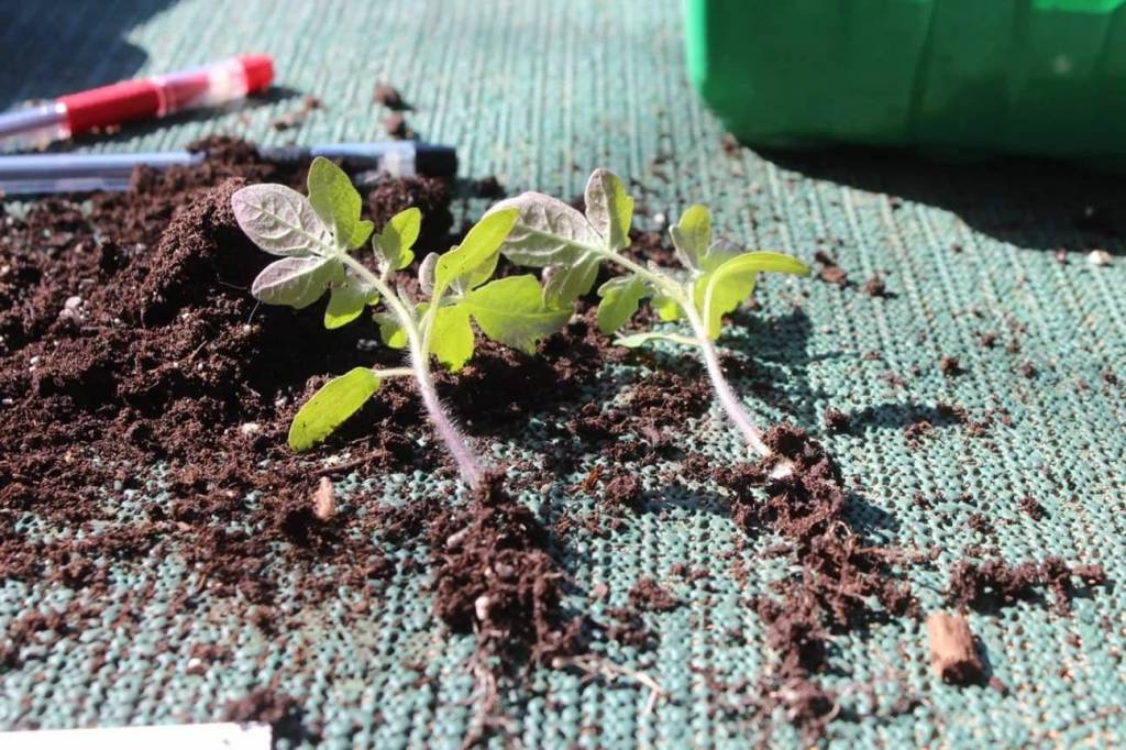 Повреждение корней на рассаде томатов