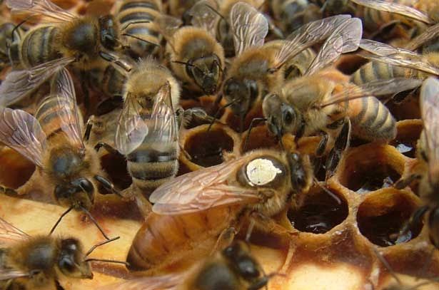 Как правильно выбрать породу пчел.jpg