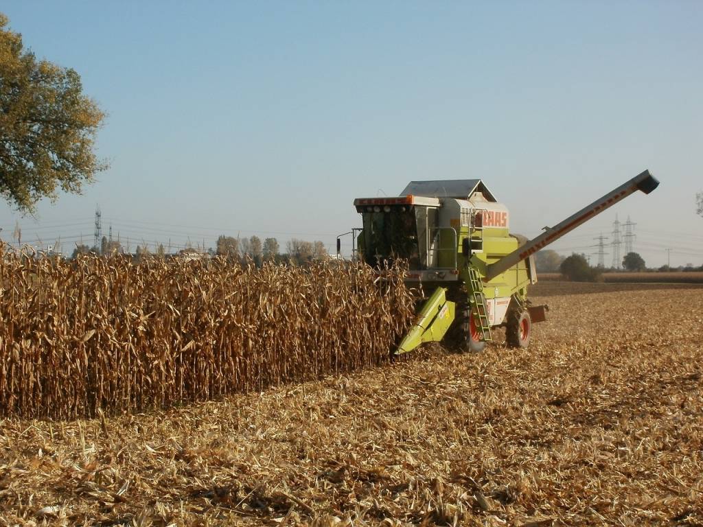Валове виробництво зерна кукурудзи перевищить 30 млн т.