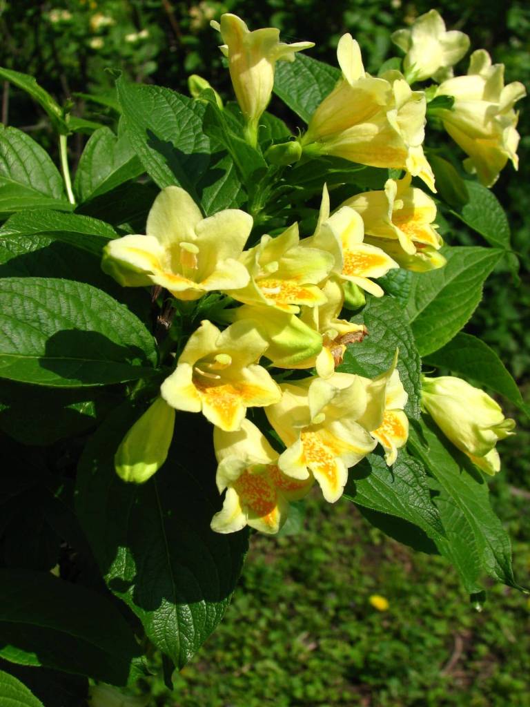 Weigela middendorffiana