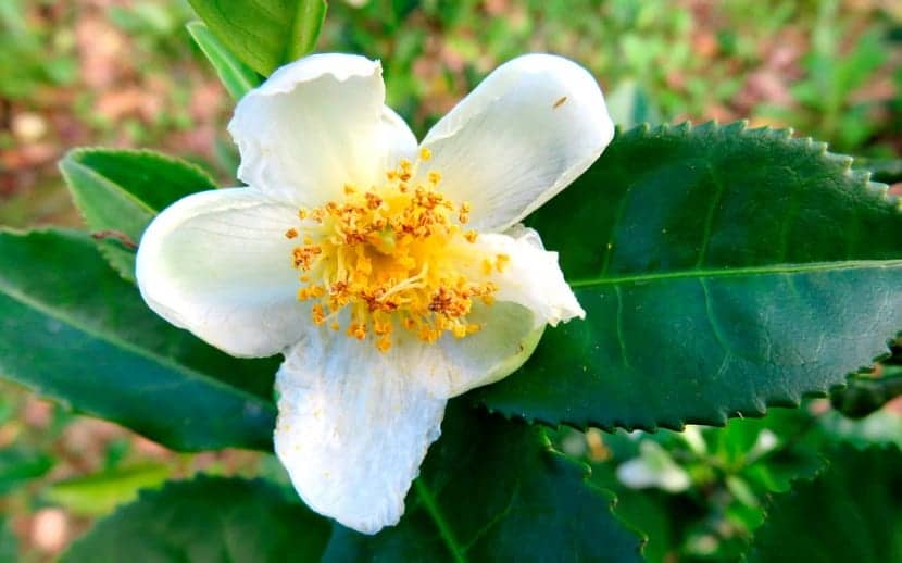 Camellia sinensis. Цветок