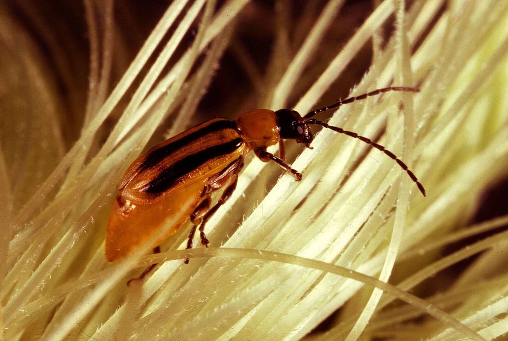 западный кукурузный жук (Diabrotica virgifera virgifera)