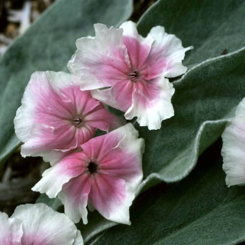 Lychnis coronaria Tainstvennij ostrov