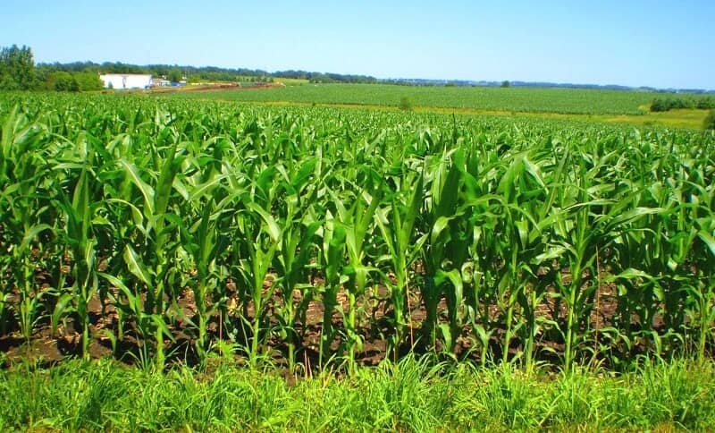 Кукурузне поле