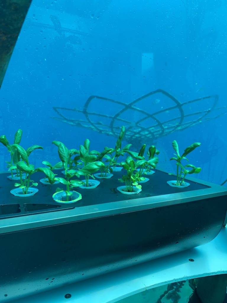 Так растет подводный базилик