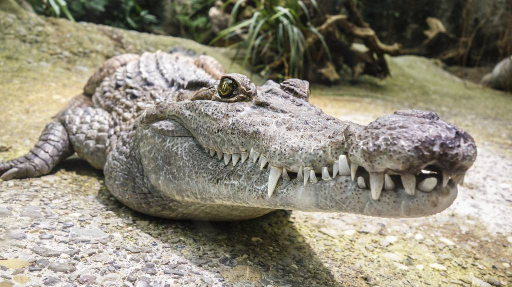 Крокодилов во многих странах используют на мясо