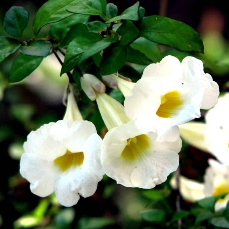 Thunbergia erecta alba