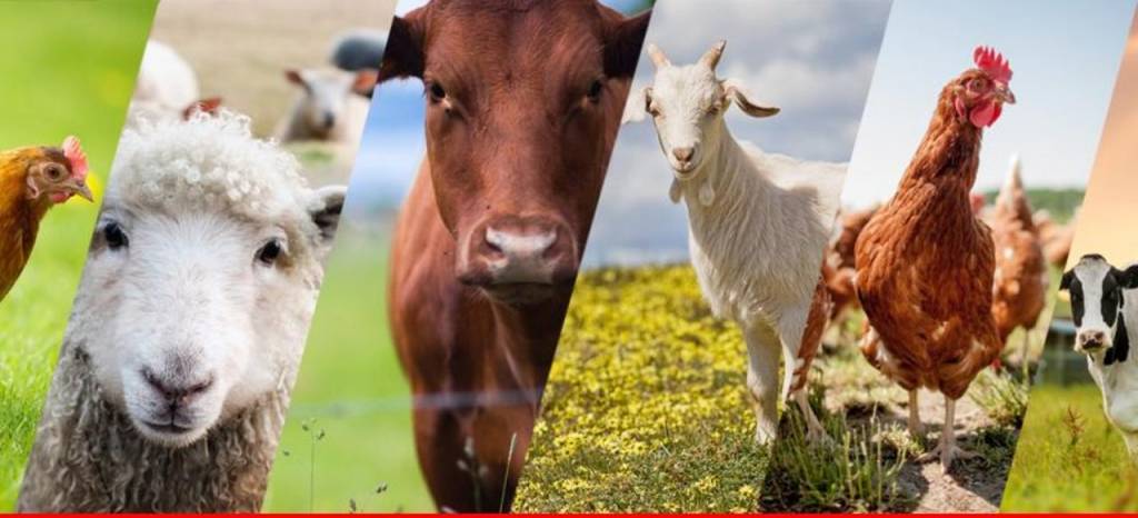 Очікується, що загалом виробництво валової продукції тваринництва у 2023 році зменшиться проти попереднього року на 2,2%.