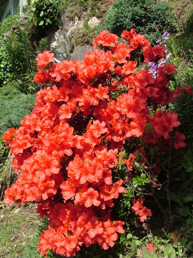 Rhododendron obtusum Geisha Orange