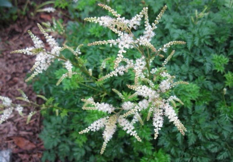 Aruncus aethusifolius