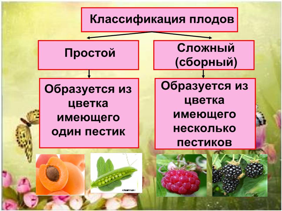 Классификация растительных плодов.jpg