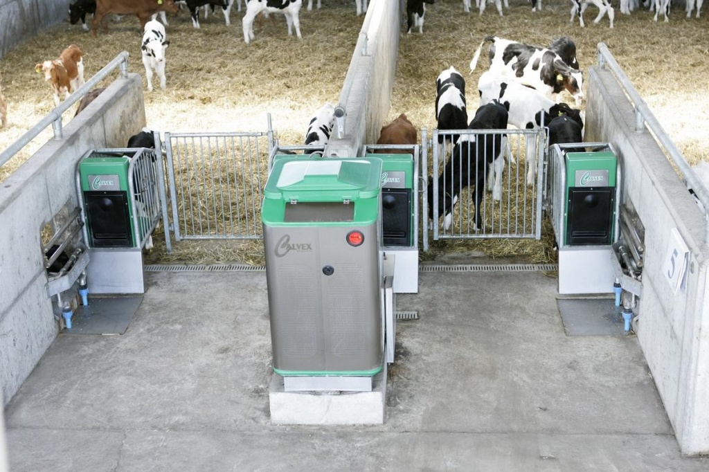 Автоматическая станция выпойки телят на ферме