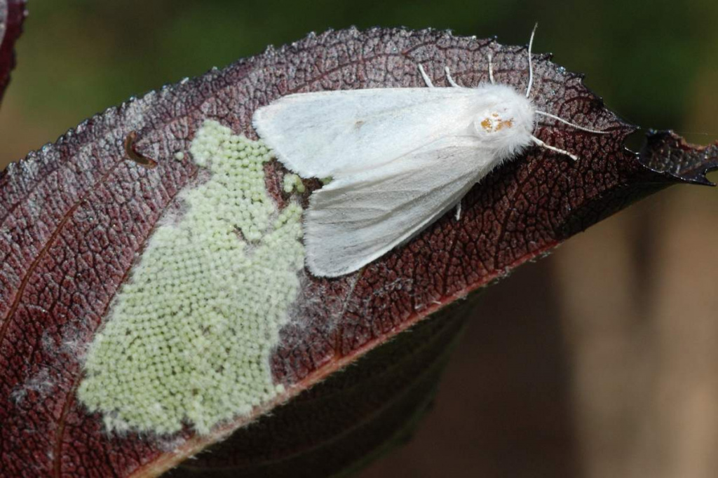 Яйцеклад Американской белой бабочки