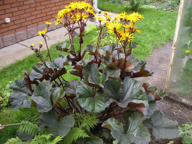 Ligularia dentata Othello