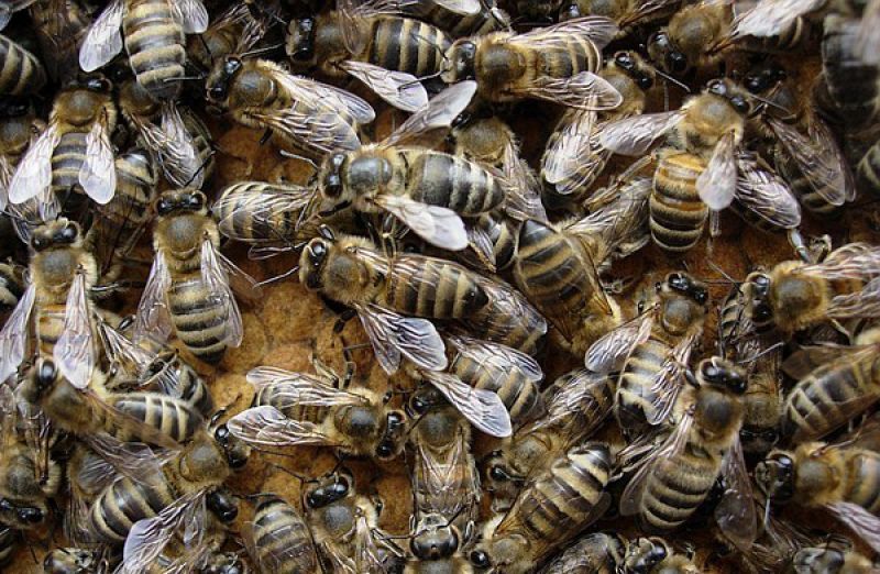 Пчёлы дальневосточные