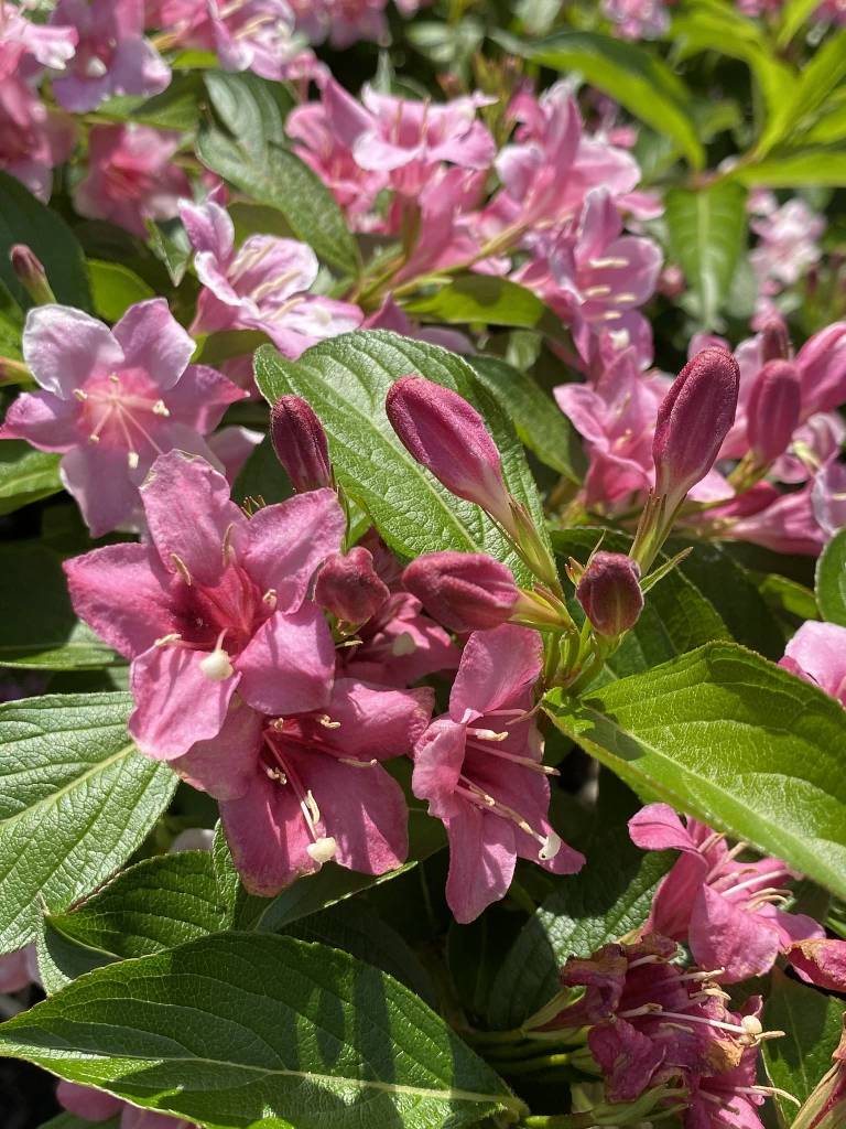 Weigela hybrida Styriaca