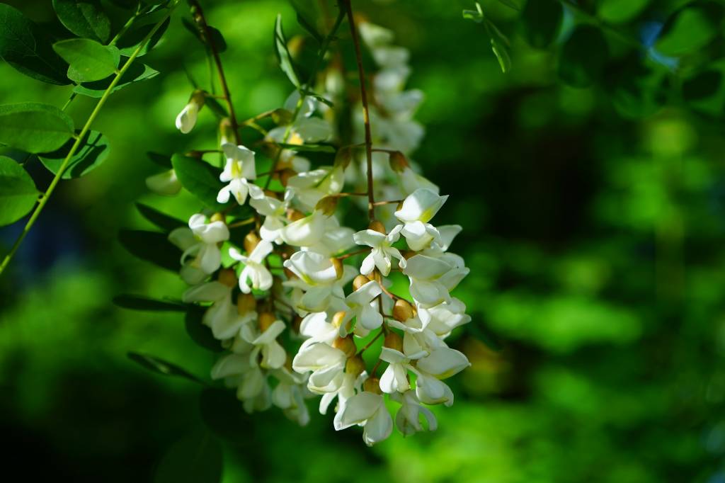Робиния ложноакациевая или белая акация (Robinia pseudoacacia): цветы