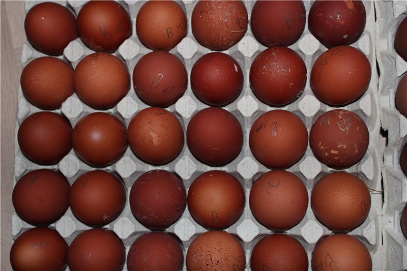 Куриные яйца коричневые.jpg