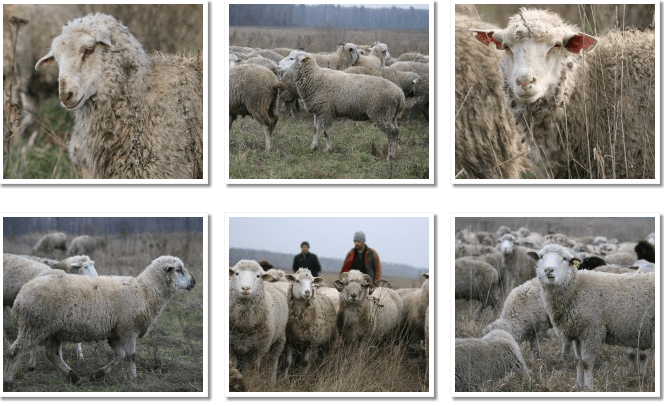 Цигайські вівці